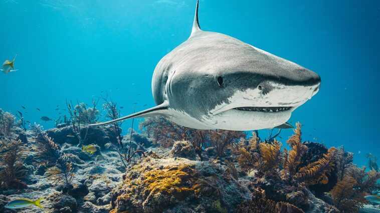 12-year-old-boy-rushed-to-hospital-after-shark-attacks-him-in-bahamas,-police-say