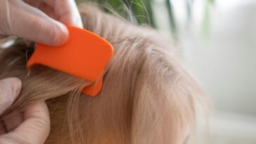 the-lice-infestation-at-the-center-of-a-3-year-old’s-death