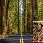 hidden-fault-capable-of-devastating-earthquakes-uncovered-deep-in-california-forest