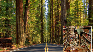 hidden-fault-capable-of-devastating-earthquakes-uncovered-deep-in-california-forest