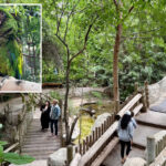 desperate-search-for-zoo’s-beloved-parrot-sparks-community-hunt