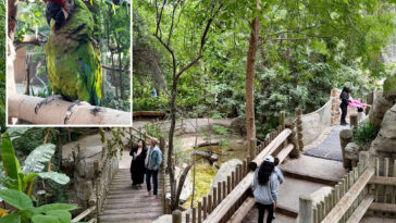 desperate-search-for-zoo’s-beloved-parrot-sparks-community-hunt