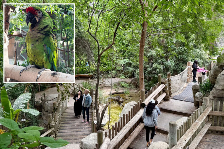 desperate-search-for-zoo’s-beloved-parrot-sparks-community-hunt