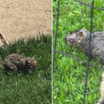 grotesque-‘zombie-squirrels’-with-oozing-warts-spotted-roaming-through-us-backyards