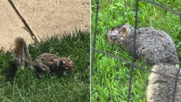 grotesque-‘zombie-squirrels’-with-oozing-warts-spotted-roaming-through-us-backyards