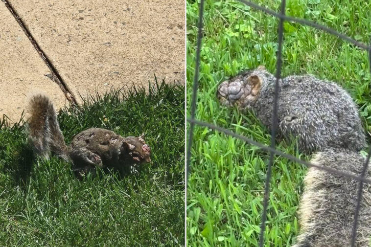 grotesque-‘zombie-squirrels’-with-oozing-warts-spotted-roaming-through-us-backyards
