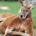 two-kangaroos-throw-punches-like-ufc-fighters-in-australian-man’s-backyard-in-viral-video