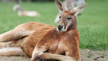 two-kangaroos-throw-punches-like-ufc-fighters-in-australian-man’s-backyard-in-viral-video