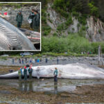 dead,-pregnant-endangered-fin-whale-found-on-bow-of-alaska-cruise-ship