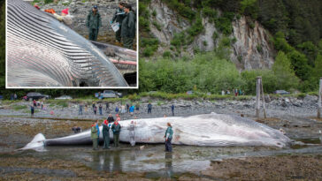 dead,-pregnant-endangered-fin-whale-found-on-bow-of-alaska-cruise-ship