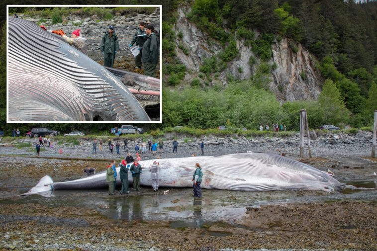 dead,-pregnant-endangered-fin-whale-found-on-bow-of-alaska-cruise-ship
