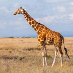 the-internet’s-favorite-giraffe-has-been-found