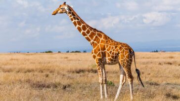 the-internet’s-favorite-giraffe-has-been-found