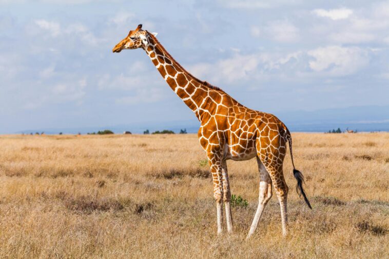 the-internet’s-favorite-giraffe-has-been-found