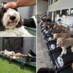 la-doggy-daycare-launches-training-program-to-help-dogs-overcome-fear-of-fireworks