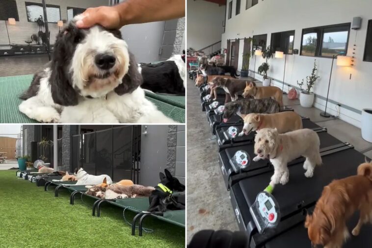 la-doggy-daycare-launches-training-program-to-help-dogs-overcome-fear-of-fireworks