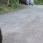 woman-stalked-by-charging-bear-on-morning-dog-walk-captures-terrifying-encounter-on-camera
