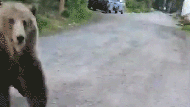 woman-stalked-by-charging-bear-on-morning-dog-walk-captures-terrifying-encounter-on-camera