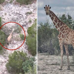 gracie-the-giraffe-found-miles-from-enclosure-—-weeks-after-escape-from-texas-ranch