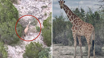 gracie-the-giraffe-found-miles-from-enclosure-—-weeks-after-escape-from-texas-ranch