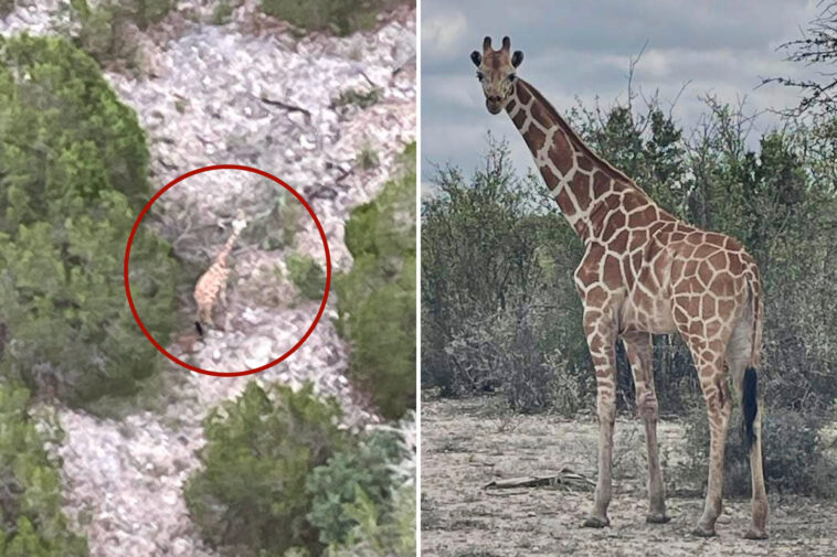 gracie-the-giraffe-found-miles-from-enclosure-—-weeks-after-escape-from-texas-ranch