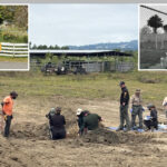 horrifying-mass-grave-of-over-100-dead-dogs-discovered-at-california-animal-rescue