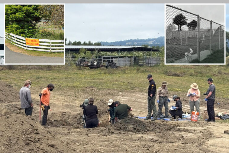 horrifying-mass-grave-of-over-100-dead-dogs-discovered-at-california-animal-rescue
