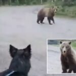 dogwalker-narrowly-avoids-mauling-as-aggressive-bear-stalks-her-on-road
