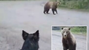 dogwalker-narrowly-avoids-mauling-as-aggressive-bear-stalks-her-on-road