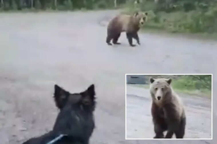dogwalker-narrowly-avoids-mauling-as-aggressive-bear-stalks-her-on-road