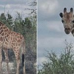 missing-1200-pound-giraffe-gracie-found-2-weeks-after-wandering-away-from-ranch-in-viral-search