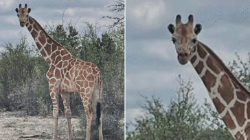 missing-1200-pound-giraffe-gracie-found-2-weeks-after-wandering-away-from-ranch-in-viral-search