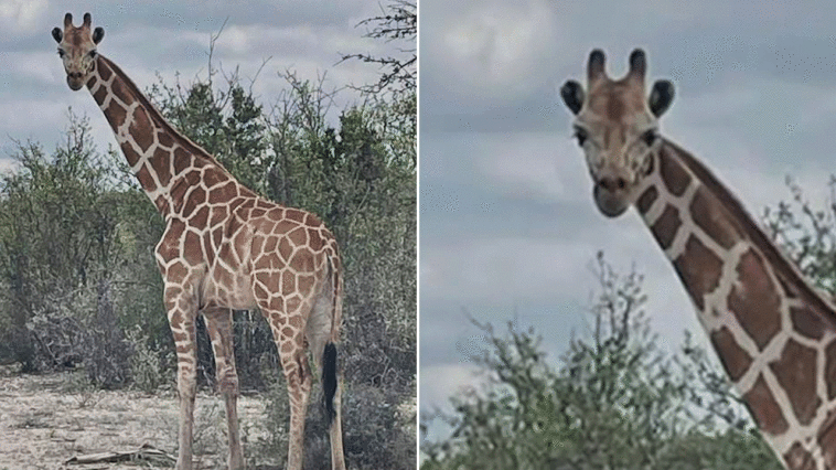missing-1200-pound-giraffe-gracie-found-2-weeks-after-wandering-away-from-ranch-in-viral-search
