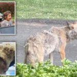 ritzy-hudson-river-community-thrown-into-chaos-as-coyote-torments-kids,-pets