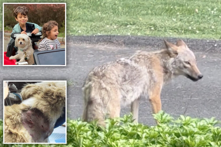 ritzy-hudson-river-community-thrown-into-chaos-as-coyote-torments-kids,-pets
