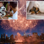 nyc-veterinarian-reveals-tips-to-keep-your-fireworks-sensitive-pets-safe-this-4th-of-july