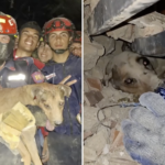 heartwarming-video-shows-moment-firefighters-rescue-dog-from-the-rubble-of-venezuela-earthquakes