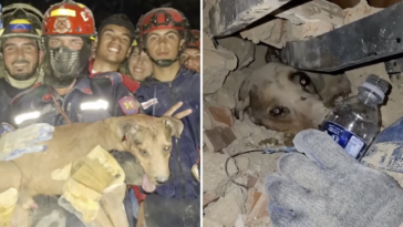 heartwarming-video-shows-moment-firefighters-rescue-dog-from-the-rubble-of-venezuela-earthquakes