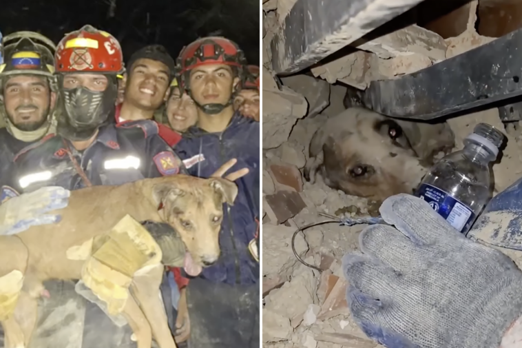heartwarming-video-shows-moment-firefighters-rescue-dog-from-the-rubble-of-venezuela-earthquakes