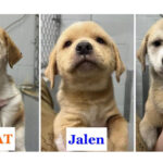 knicks-off-the-old-block:-adorable-rescue-puppies-named-after-nyc-champ’s-starting-5