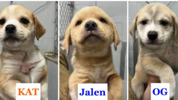 knicks-off-the-old-block:-adorable-rescue-puppies-named-after-nyc-champ’s-starting-5