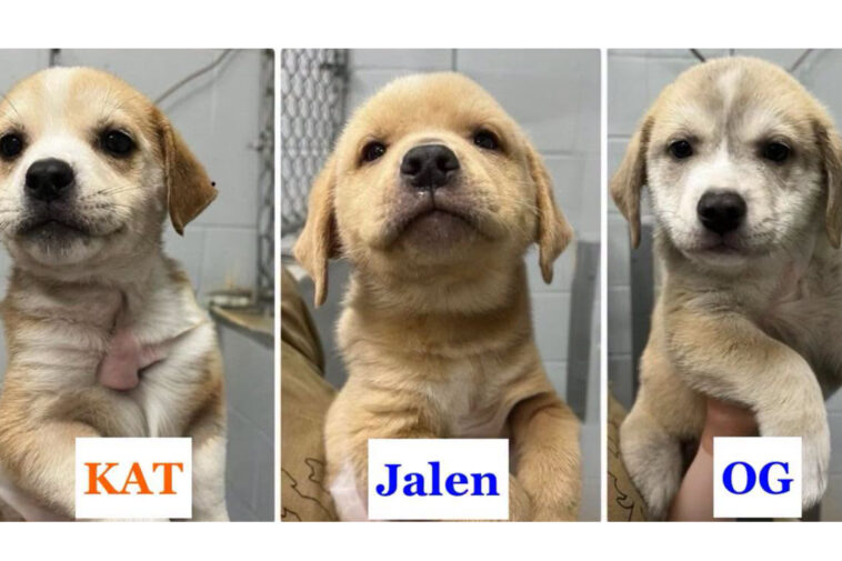 knicks-off-the-old-block:-adorable-rescue-puppies-named-after-nyc-champ’s-starting-5