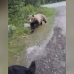shock-video:-terrifying-footage-shows-grisly-bear-charging-at-canadian-woman-walking-her-dog