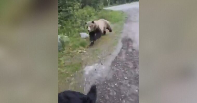 shock-video:-terrifying-footage-shows-grisly-bear-charging-at-canadian-woman-walking-her-dog