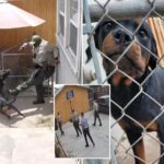 socal-cop-kills-beloved-family-dog-during-botched-search-for-suspect:-‘she-died-slowly’