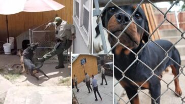 socal-cop-kills-beloved-family-dog-during-botched-search-for-suspect:-‘she-died-slowly’