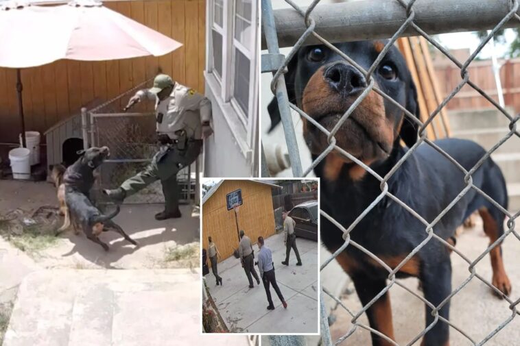 socal-cop-kills-beloved-family-dog-during-botched-search-for-suspect:-‘she-died-slowly’