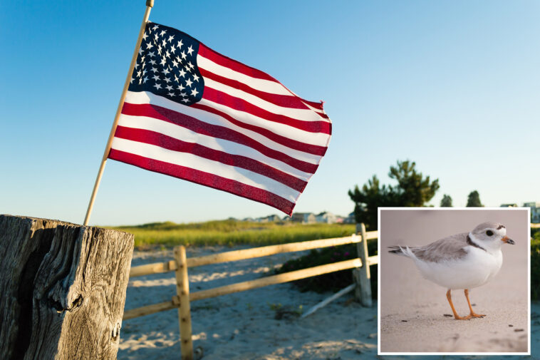 homeowners-in-coastal-town-fuming-at-warning-against-july-4-flags-that-could-harm-endangered-birds