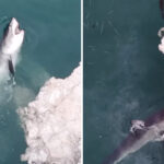wild-drone-footage-capture-great-white-feeding-frenzy-off-california-coast