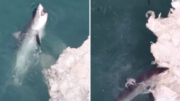 wild-drone-footage-capture-great-white-feeding-frenzy-off-california-coast